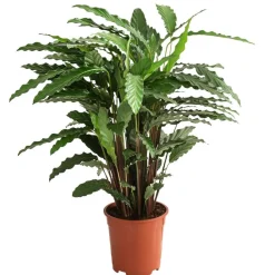 Dehner Calathea & Alocasia|Grünpflanzen - Korbmarante - Calathea cultivars, verschiedene Sorten Bunt