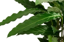 Dehner Calathea & Alocasia|Grünpflanzen - Korbmarante - Calathea cultivars, verschiedene Sorten Bunt