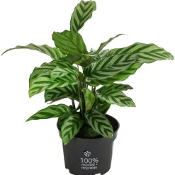 Dehner Calathea & Alocasia|Grünpflanzen - Korbmarante - Calathea 'Freddy'