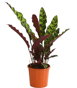 Dehner Calathea & Alocasia|Grünpflanzen > Korbmarante - Calathea lancifolia