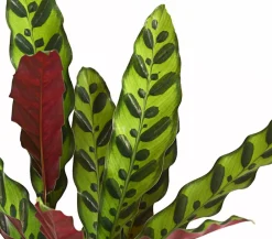 Dehner Calathea & Alocasia|Grünpflanzen > Korbmarante - Calathea lancifolia