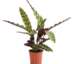 Dehner Korbmarante - Calathea lancifolia New