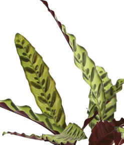 Dehner Korbmarante - Calathea lancifolia New