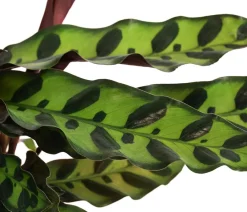 Dehner Calathea & Alocasia|Grünpflanzen - Korbmarante - Calathea lancifolia
