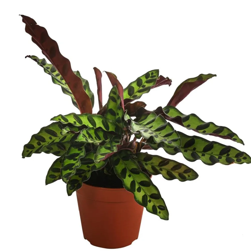 Dehner Calathea & Alocasia|Grünpflanzen - Korbmarante - Calathea lancifolia
