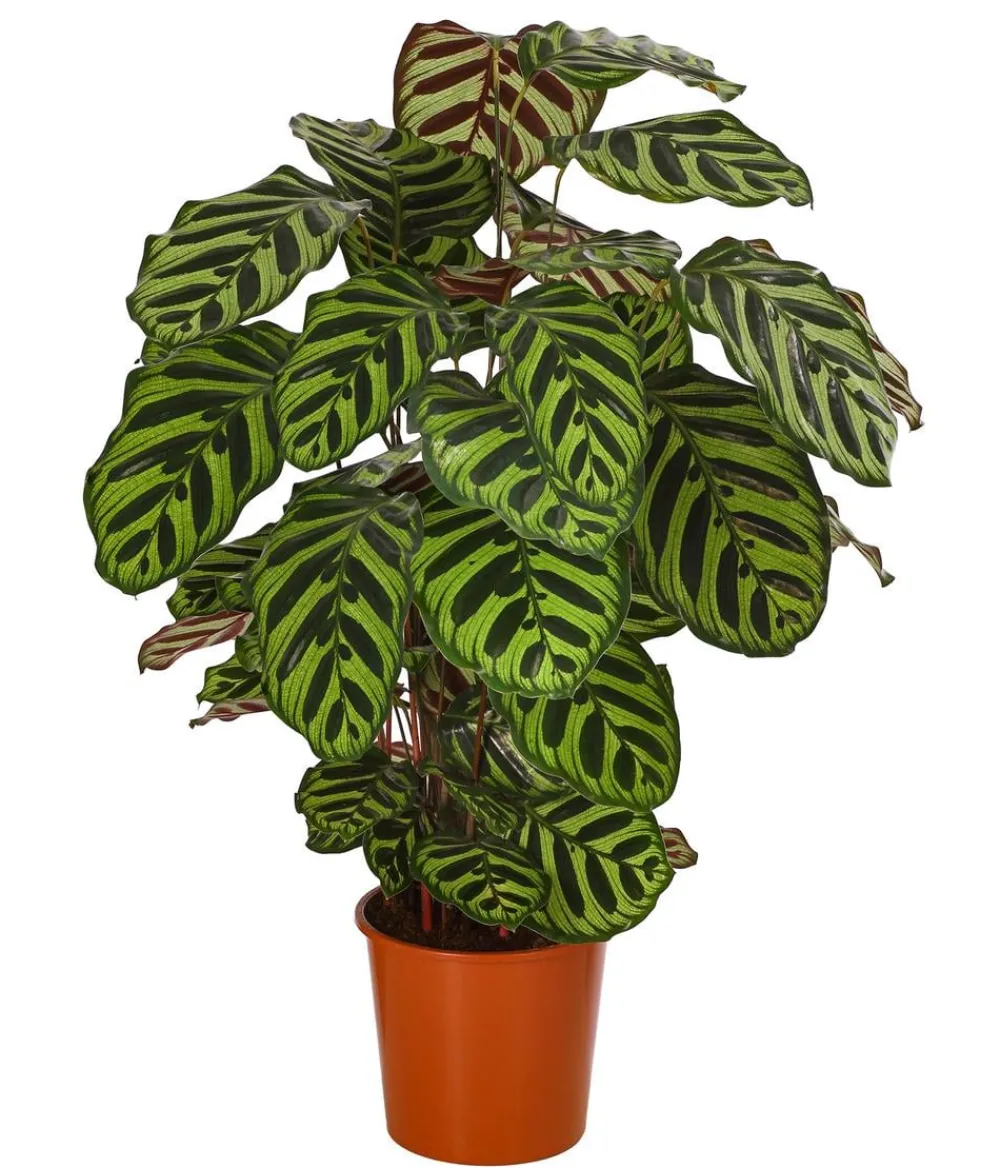 Dehner Calathea & Alocasia|Grünpflanzen > Korbmarante - Calathea makoyana