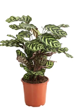 Dehner Calathea & Alocasia|Grünpflanzen > Korbmarante - Calathea makoyana