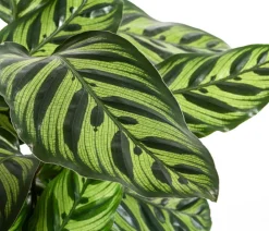 Dehner Korbmarante - Calathea makoyana Discount
