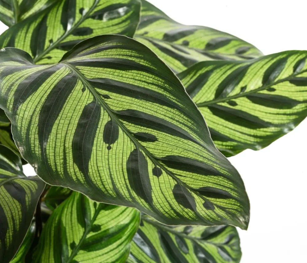 Dehner Korbmarante - Calathea makoyana Discount