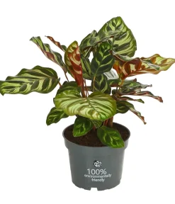Dehner Calathea & Alocasia|Grünpflanzen - Korbmarante - Calathea makoyana