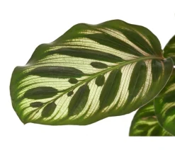 Dehner Calathea & Alocasia|Grünpflanzen - Korbmarante - Calathea makoyana