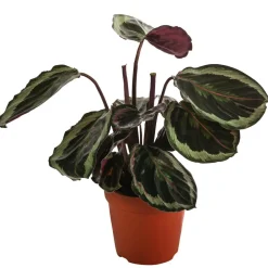 Dehner Calathea & Alocasia - Korbmarante - Calathea 'Marion'