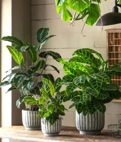 Dehner Calathea & Alocasia|Grünpflanzen - Korbmarante - Calathea 'Maui Queen'