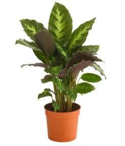 Dehner Korbmarante - Calathea 'Misto' Hot