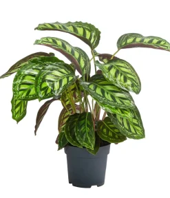Dehner Raritäten|Calathea & Alocasia > Korbmarante - Calathea 'Moonlight'
