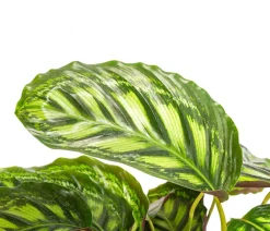 Dehner Raritäten|Calathea & Alocasia > Korbmarante - Calathea 'Moonlight'