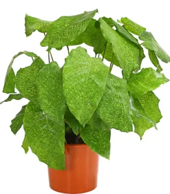 Dehner Calathea & Alocasia|Grünpflanzen > Korbmarante - Calathea mosaica