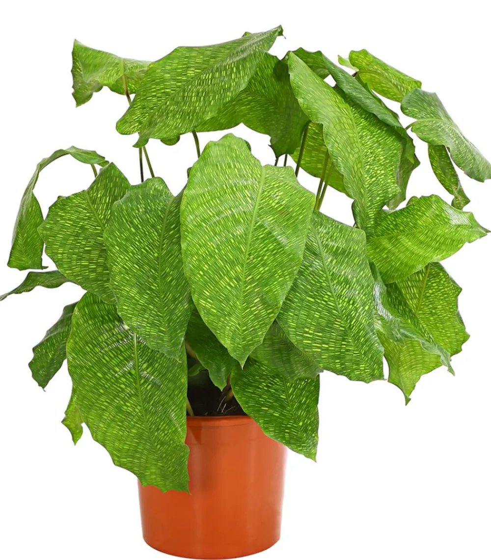 Dehner Calathea & Alocasia|Grünpflanzen > Korbmarante - Calathea mosaica