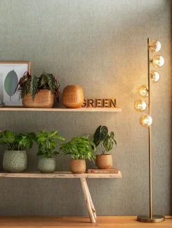 Dehner Calathea & Alocasia|Grünpflanzen - Korbmarante - Calathea mosaica