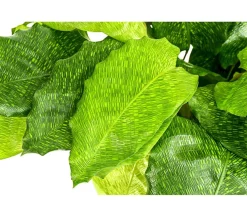 Dehner Calathea & Alocasia|Grünpflanzen - Korbmarante - Calathea mosaica