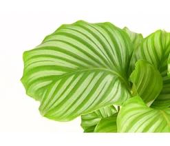Dehner Korbmarante - Calathea orbifolia Hellgrün