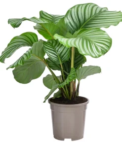 Dehner Calathea & Alocasia|Grünpflanzen - Korbmarante - Calathea orbifolia Hellgrün
