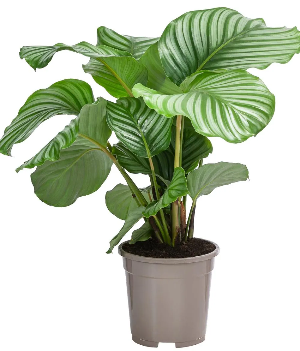 Dehner Calathea & Alocasia|Grünpflanzen - Korbmarante - Calathea orbifolia Hellgrün