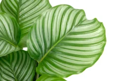 Dehner Calathea & Alocasia|Grünpflanzen - Korbmarante - Calathea orbifolia Hellgrün