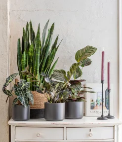Dehner Calathea & Alocasia|Grünpflanzen > Korbmarante - Calathea ornata