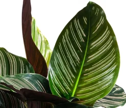 Dehner Korbmarante - Calathea ornata Outlet