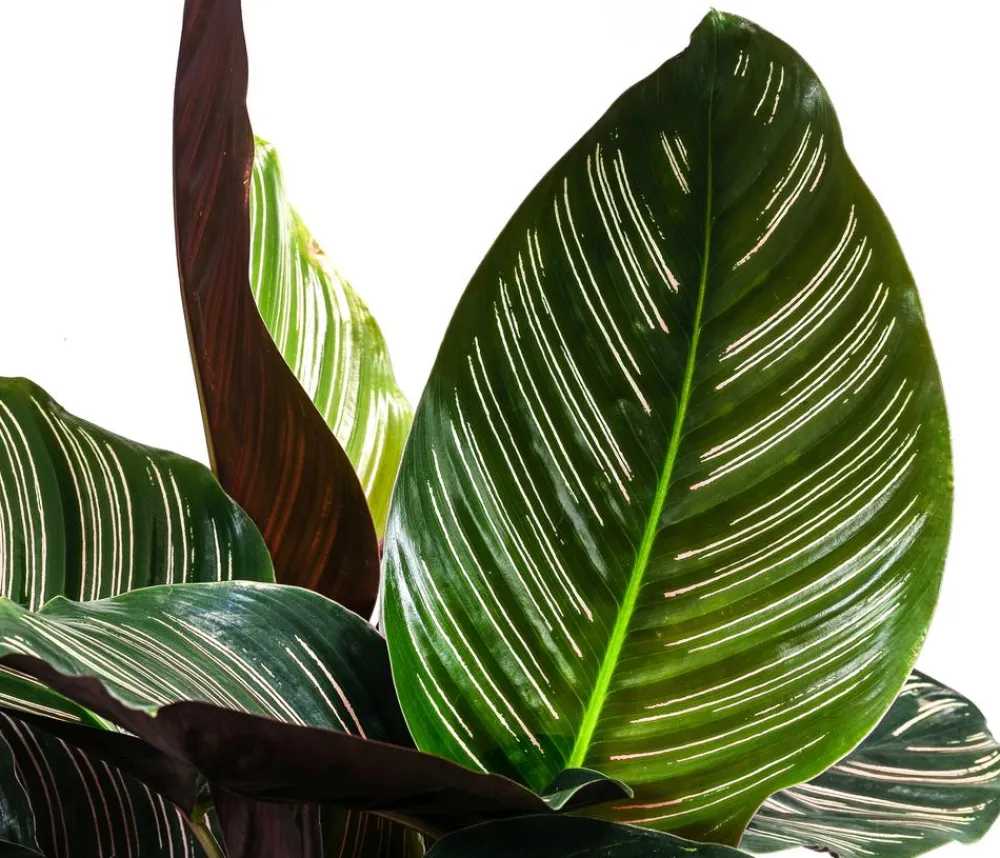 Dehner Korbmarante - Calathea ornata Outlet