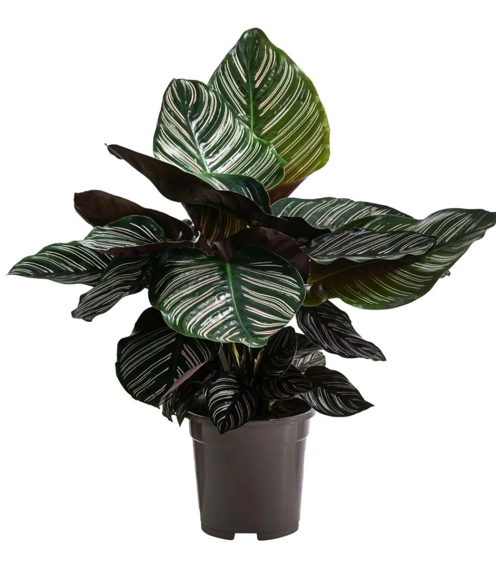 Dehner Korbmarante - Calathea ornata Outlet