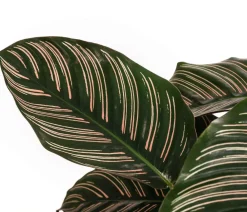 Calathea & Alocasia|Grünpflanzen - Korbmarante - Calathea ornata