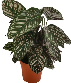 Calathea & Alocasia|Grünpflanzen - Korbmarante - Calathea ornata