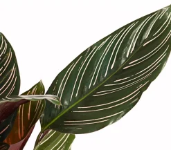 Dehner Calathea & Alocasia|Grünpflanzen - Korbmarante - Calathea ornata