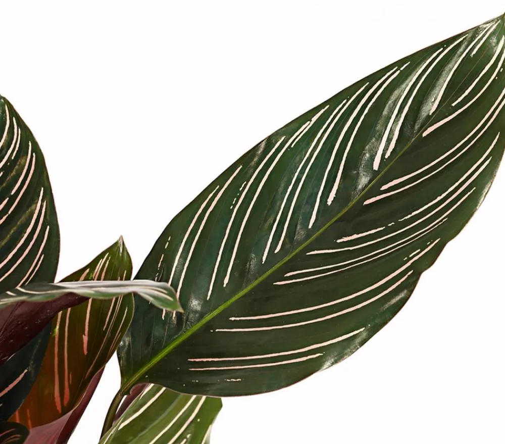 Dehner Calathea & Alocasia|Grünpflanzen - Korbmarante - Calathea ornata