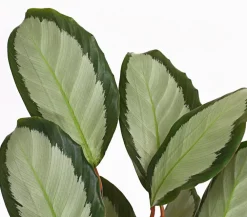 Dehner Calathea & Alocasia|Grünpflanzen > Korbmarante - Calathea picturata
