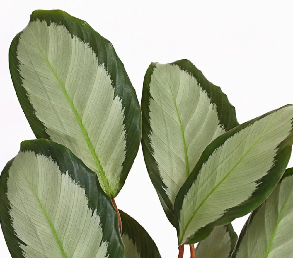 Dehner Calathea & Alocasia|Grünpflanzen > Korbmarante - Calathea picturata