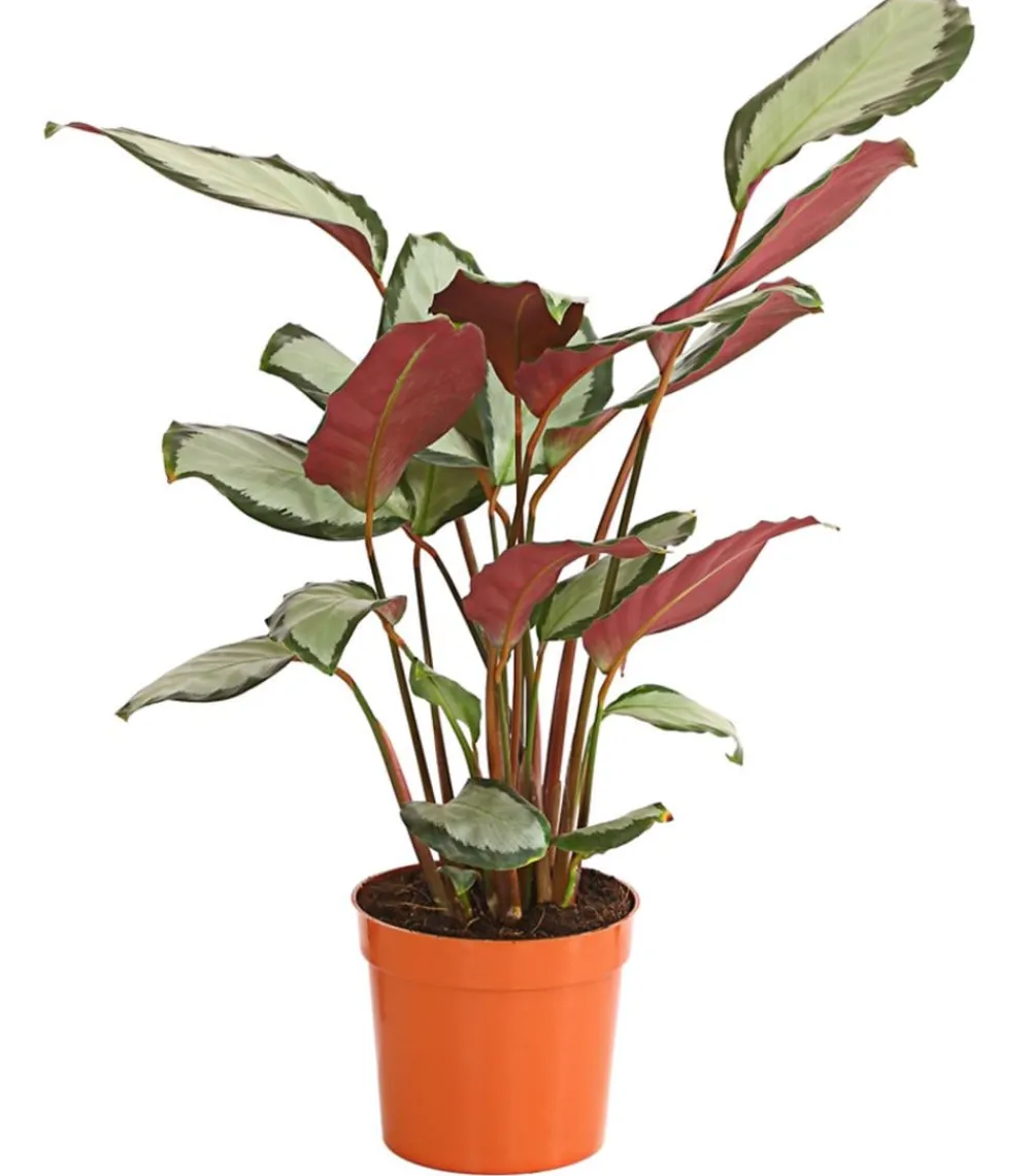 Dehner Calathea & Alocasia|Grünpflanzen > Korbmarante - Calathea picturata