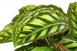 Dehner Calathea & Alocasia|Grünpflanzen - Korbmarante - Calathea roseopicta 'Flamestar'