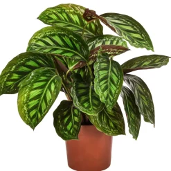 Dehner Calathea & Alocasia|Grünpflanzen - Korbmarante - Calathea roseopicta 'Flamestar'