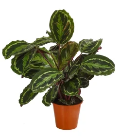 Dehner Calathea & Alocasia|Grünpflanzen - Korbmarante - Calathea roseopicta 'Medaillon'