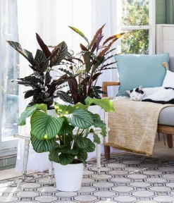Dehner Calathea & Alocasia|Grünpflanzen > Korbmarante - Calathea rufibarba