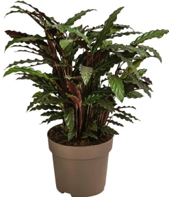 Dehner Korbmarante - Calathea rufibarba Hot