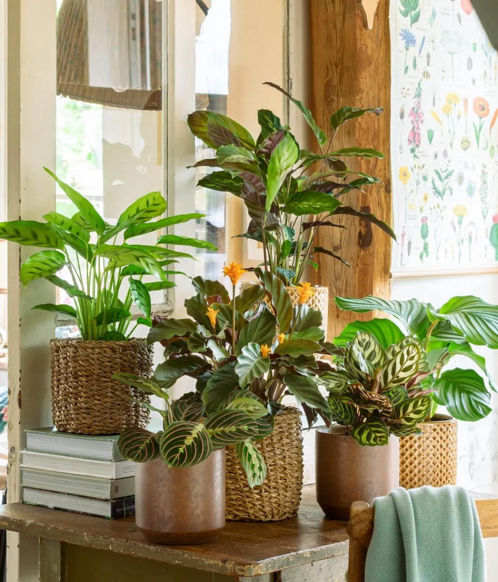 Dehner Calathea & Alocasia|Grünpflanzen - Korbmarante - Calathea sanguinea 'Magicstar'