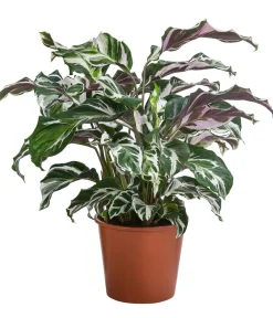 Dehner Korbmarante - Calathea 'Stella' Clearance