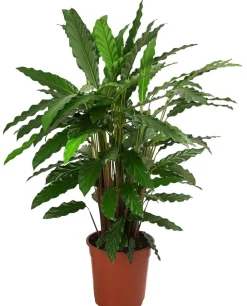 Dehner Calathea & Alocasia|Grünpflanzen - Korbmarante - Calathea 'Tropistar'