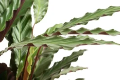 Dehner Korbmarante - Calathea 'Wavestar' Hot