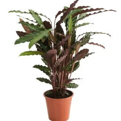 Dehner Korbmarante - Calathea 'Wavestar' Hot