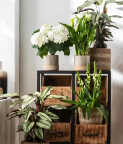 Dehner Korbmarante - Calathea 'Whitestar' Clearance